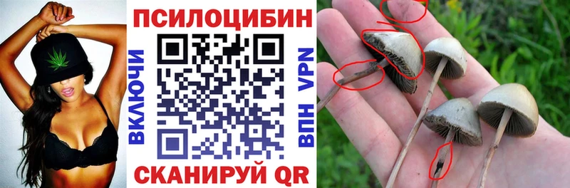 наркота  Сунжа  ОМГ ОМГ ссылки  Псилоцибиновые грибы ЛСД 